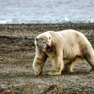 Problemi u okolišu u arktskoj pustinji. Problemi okoliša i njihovi uzroci