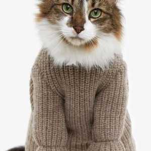 Ekskluzivna odjeća za mačke: možete sami stvoriti pravo remek-djelo!