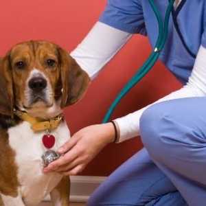 Ekcemi kod pasa: opis, uzroci i značajke kućnog tretmana