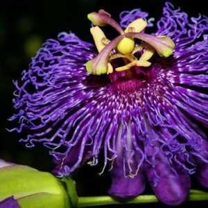 Egzotično cvijeće: ljepota i originalnost u kući