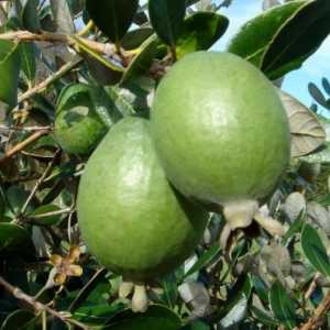 Egzotični voće feijoa. Korisna svojstva i kontraindikacije
