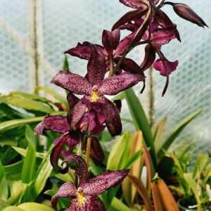 Egzotična vizija: što orhideja sanja