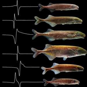 Električne ribe: popis, značajke i zanimljive činjenice