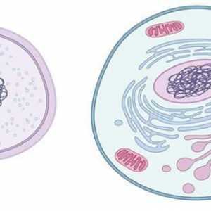 Eukarioti su organizmi čije stanice imaju jezgru