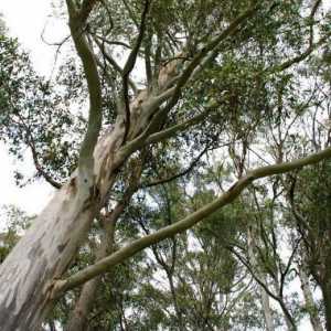 Eukaliptus prutoid: opis, fotografija, distribucija, ljekovita svojstva
