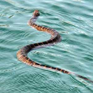 Što su zmije vidjeli u vodi? Tumačenje snova bit će objašnjeno