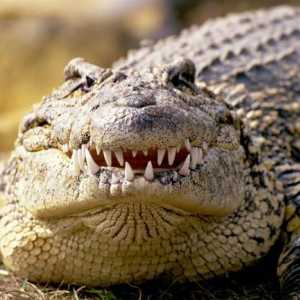 Što krokodil sanja o? Dream tumač