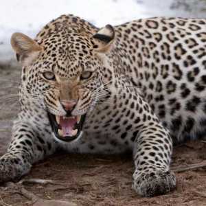 Kakav je san leoparda? Tumač snova će potaknuti odgovor
