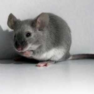 Zašto sanjati o malom sivom mišu? Što mi izgleda miš?