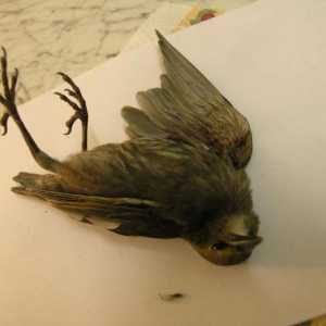 Što misli o mrtvoj ptici? Što predviđa takvu tužnu viziju?