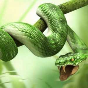 Zašto zmija sanja o čovjeku? Značenje i tumačenje sna
