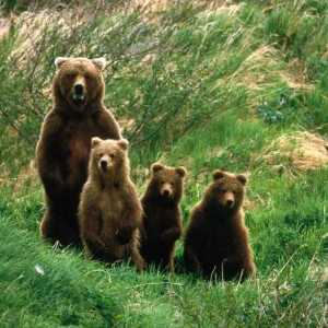 Zašto medvjed s mladuncima želi ženu, djevojku, čovjeka? Zašto sanjati da medvjed spašava medvjedić?