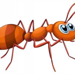 Ono što misle o mravi: značenje i interpretacija sanja