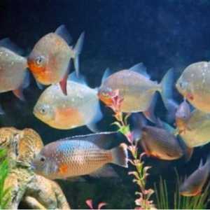 Koju klase pripadaju ribe? Različite značajke, struktura, reprodukcija ribe