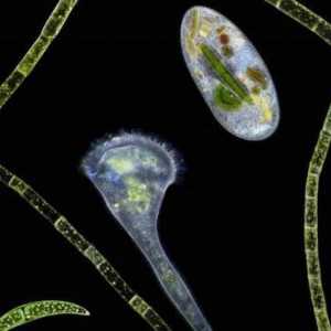 Kolonijalne alge uključuju ... Primjeri kolonijalnih algi, njihove osobine i značenje