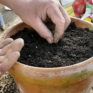 Kvalitetno tlo za sadnice: značajke, sastav i preporuke