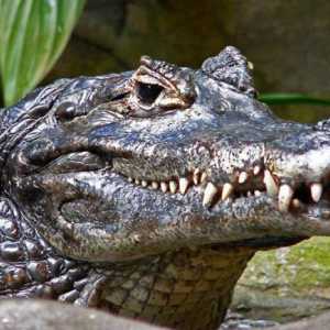 Cayman je predstavnik obitelji aligatora. Fotografija i opis