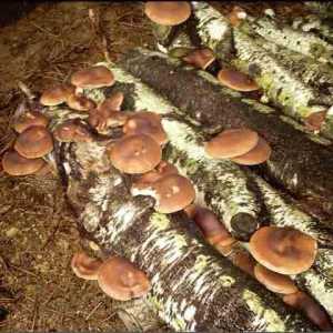 Koliko brzo raste gljive i što utječe na stopu rasta?