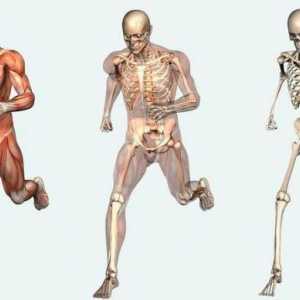 Kao što je osoba uređena: vanjska i unutarnja struktura ljudskog tijela