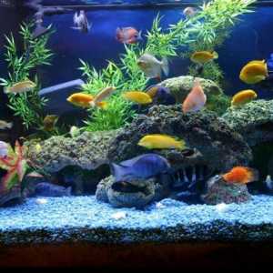 Kako očistiti akvarij kod kuće? Preporuke za njegu akvarija