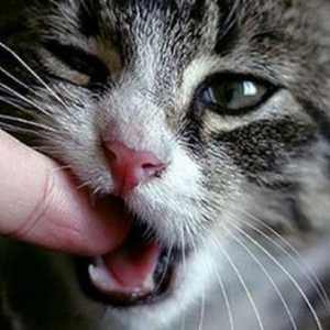 Kako i kako liječiti mačkicu
