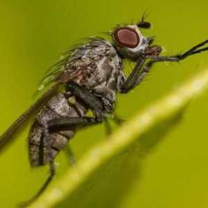 Kako se riješiti muha u drvenoj kući? Folk lijekovi i kemikalije kućanstva
