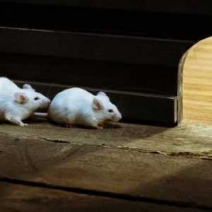 Kako se riješiti miševa u privatnoj kući? Otrov za štakore i miševe