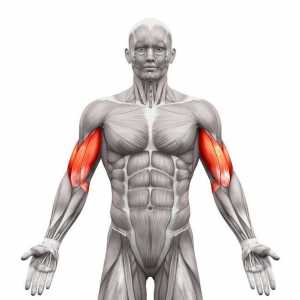 Kako pumpati biceps? Najbolje vježbe na bicepsu u teretani i kod kuće