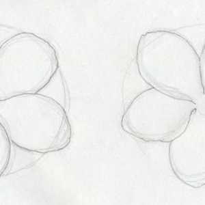 Kako crtati grimizni cvijet: korak po korak crtanje sat