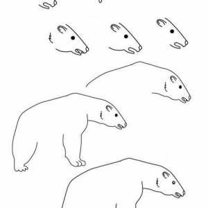 Kako lijepo privući polarni medvjed?