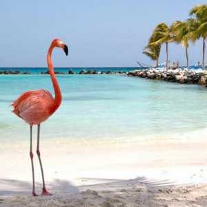 Kako crtati flamingo - ružičasto čudo prirode: korak-po-korak vodič