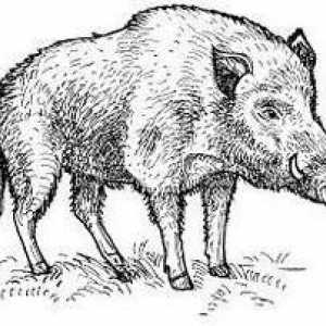 Kako nacrtati divlje svinje prirodoslovno? Praktični savjeti.