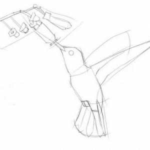 Kako nacrtati hummingbird lako i brzo