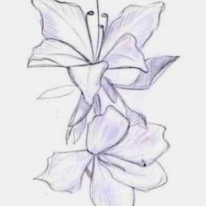Kako crtati orhideja? Mi predstavljaju utjelovljenje jednostavnosti i sofisticiranosti