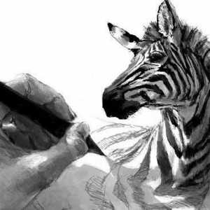 Kako nacrtati zebra klasik i duhovit