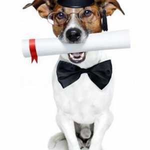 Kako učiti psa zapovijed `Za mene!`? Opći tečaj obuke (OKD) za pse