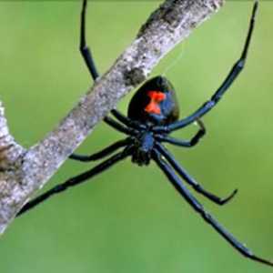 Koji je naziv tropskog arachnida?
