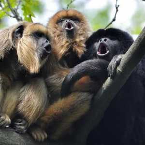 Kako majmuni komuniciraju jedni s drugima? Kako majmuni govore: zvukovi. Majstorski govorni trening