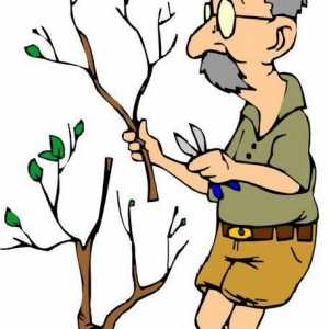 Kako rezati stabla u vrtu. Obrezivanje voćaka u ljeto i zimu