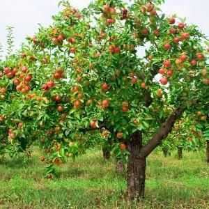 Kako smanjiti jabuke u jesen: savjeti za iskusne vrtlare