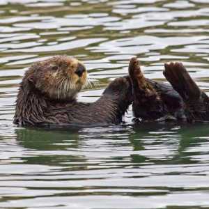 Kako odrediti krzno od kastrača? Kamchatski beaver s vrijednim krznom