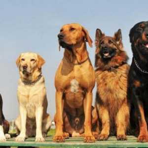 Kako prepoznati pasminu pasa: različite vrste uzgoja