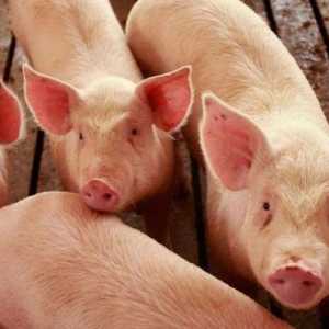Kako odrediti težinu svinja: životinjska težina životinje i težina klanja?