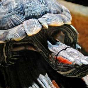 Kako odrediti doba crvenokutnog kornjača pomoću vanjskih znakova?