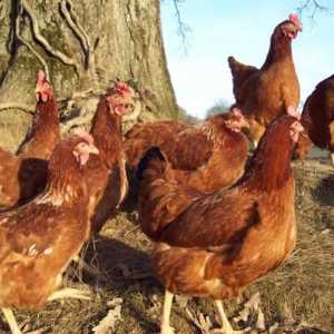 Kako odrediti starost kokoši: mogući načini