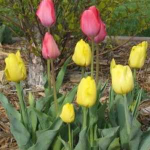 Kako saditi tulipane u jesen da uživaju u svojoj ljepoti u proljeće?