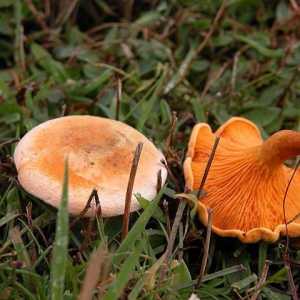 Kako razlikovati lažne kanale od stvarnih: savjeti za berače gljiva