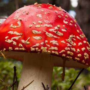 Kako razlikovati vrste gljiva jestivo i nejestivo. Kako kuhati gljive