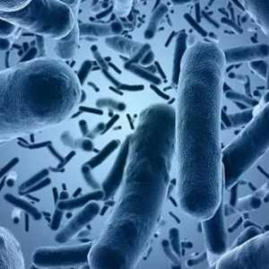 Kako je E. coli prenio od osobe do osobe?