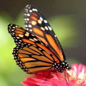 Kako jedu leptiri: što jedu u divljini i kod kuće?